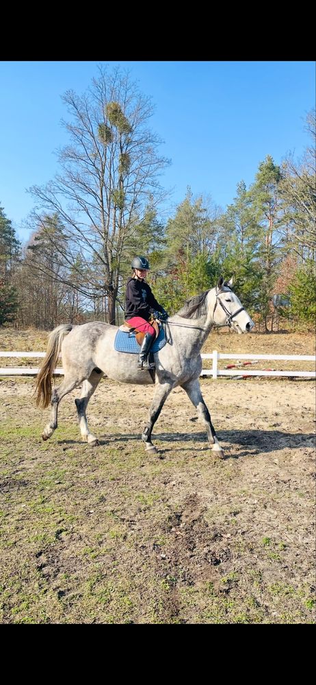 Sprzedam wałacha