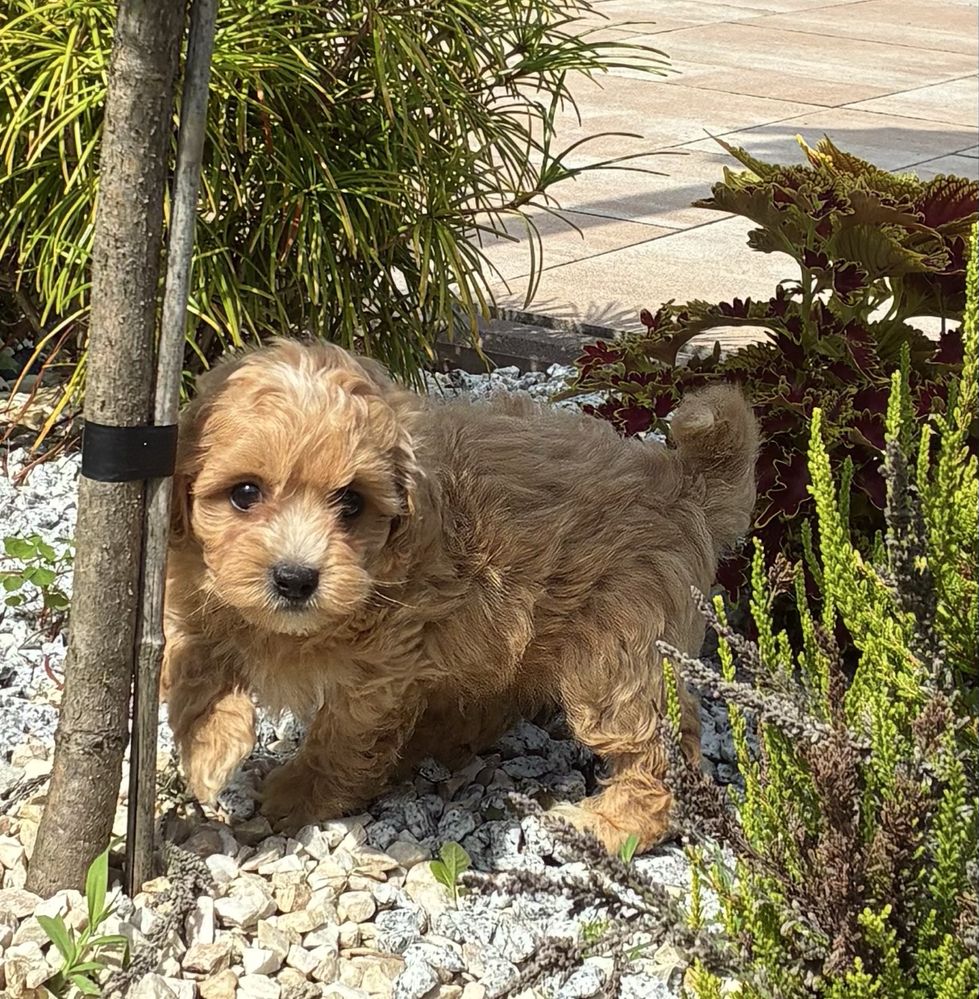 Maltipoo super piesek