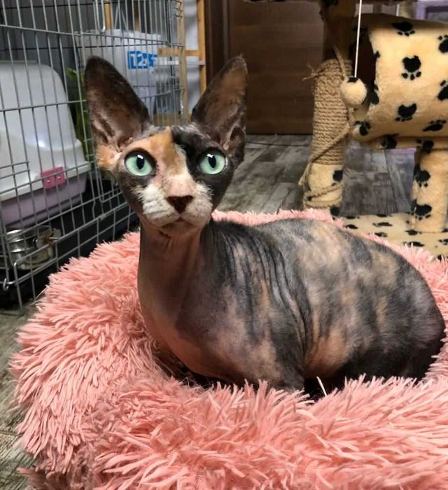 Кошечка редкой КРАСОТЫ, породы Сфинкс, по кличке Стеша (ей 4 годика)