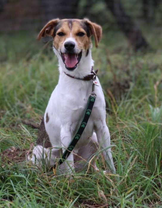 wesoła, młodziutka, nieduża sunia do adopcji