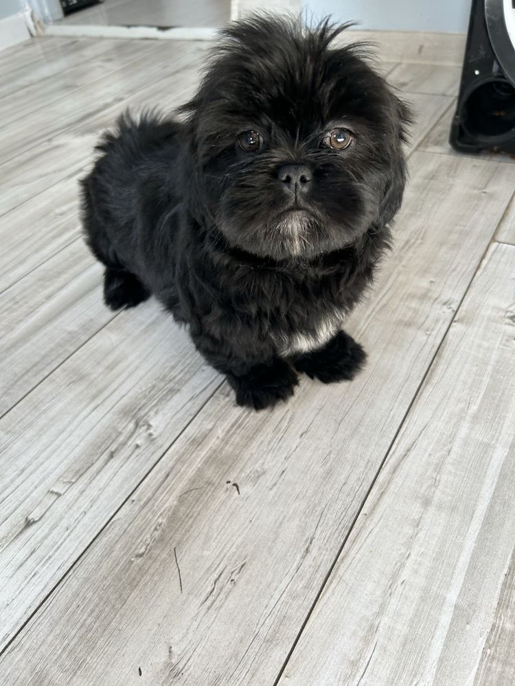 Samiec Shih tzu DO odbioru