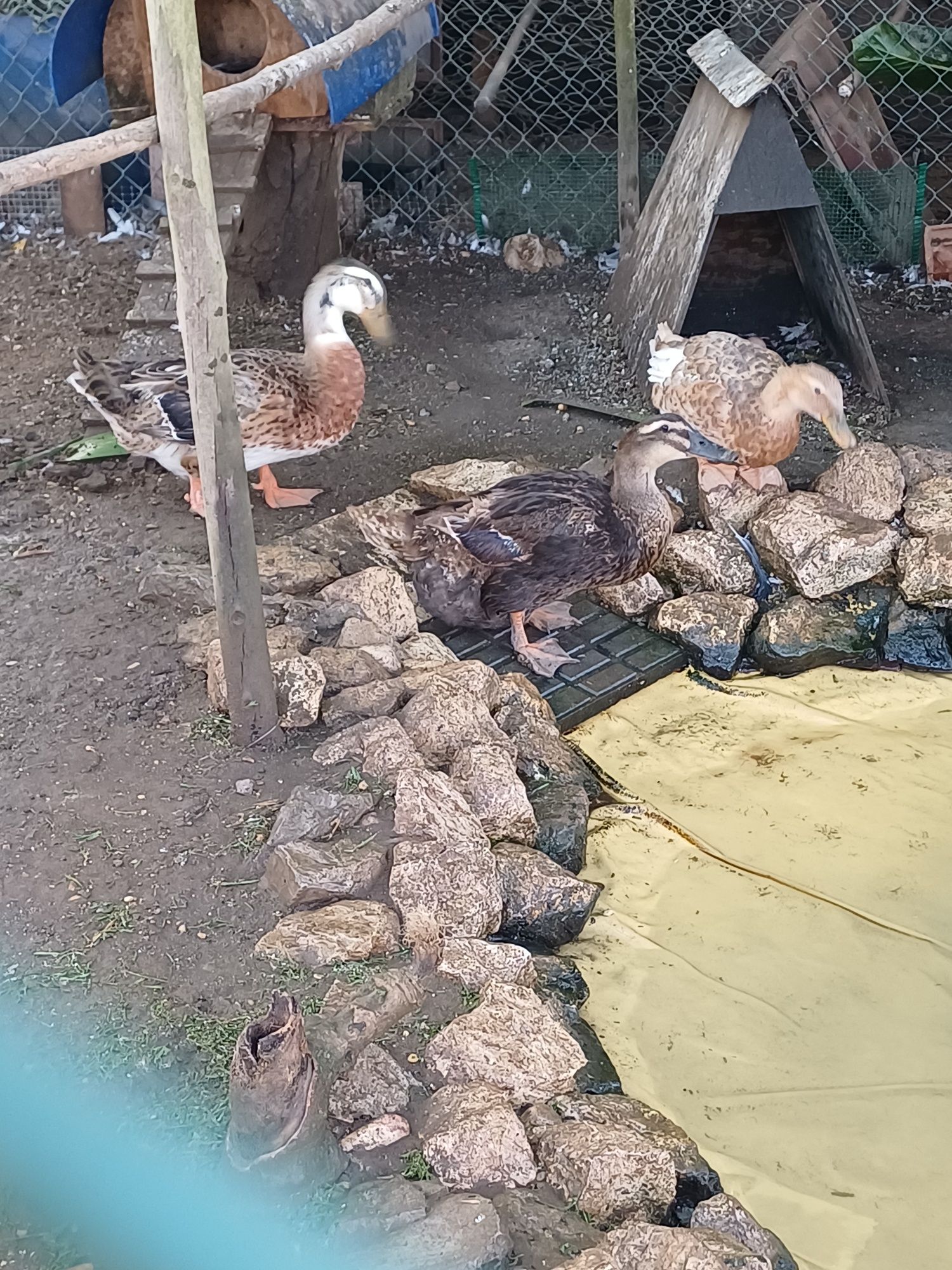 Patos rouen com 2 anos