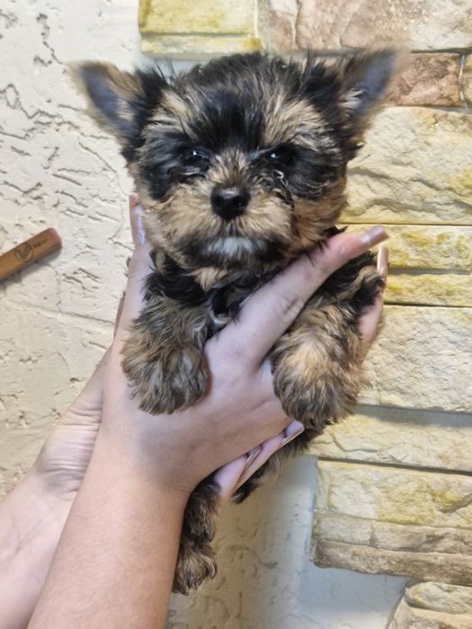 Йоркширский терьер