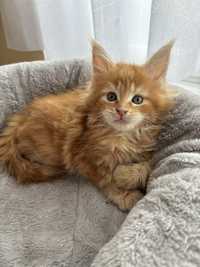 Kotka Maine coon