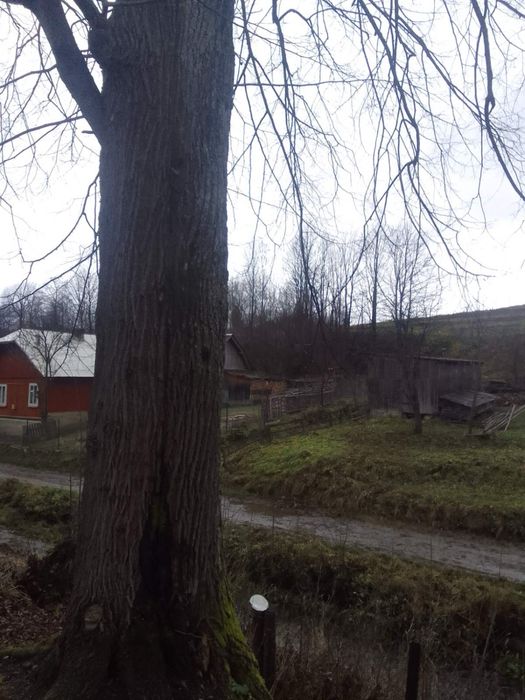 Липа пиломатеріал, на доски та різні меблі