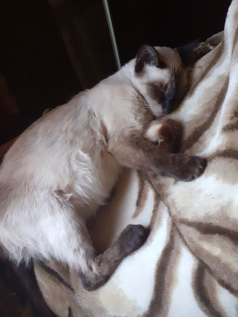 Продам сиамского котёнка