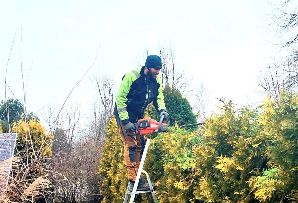 Wycinka i pielęgnacja drzew, przycinanie, korekta gałęzi