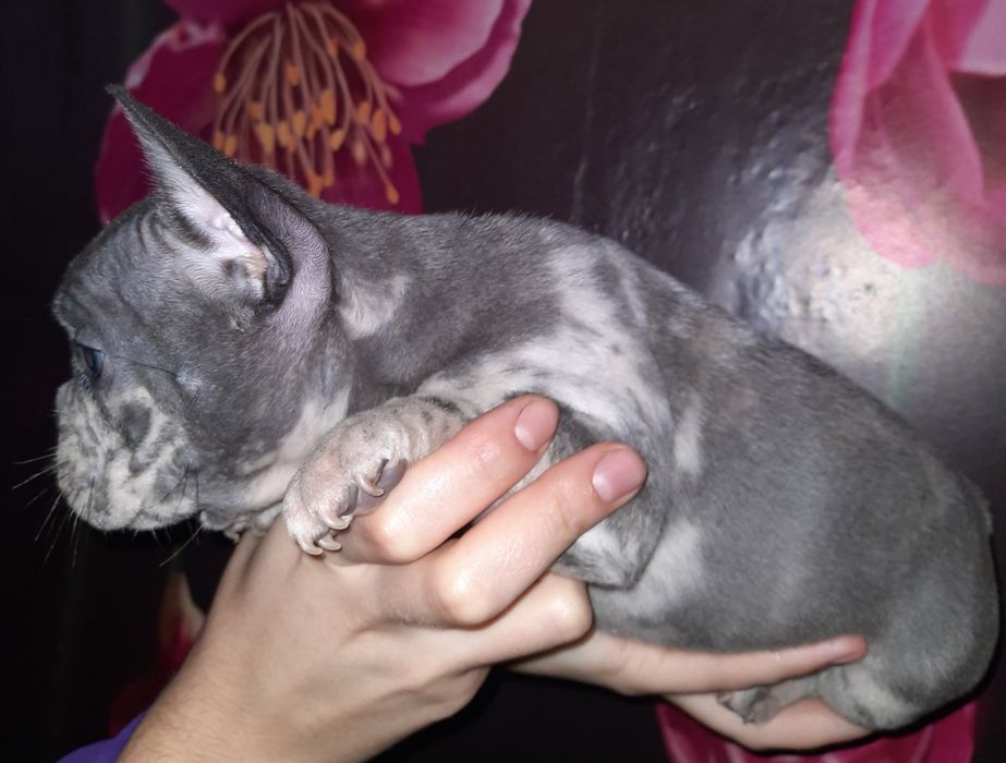 Голубые Мерле девочка и мальчик