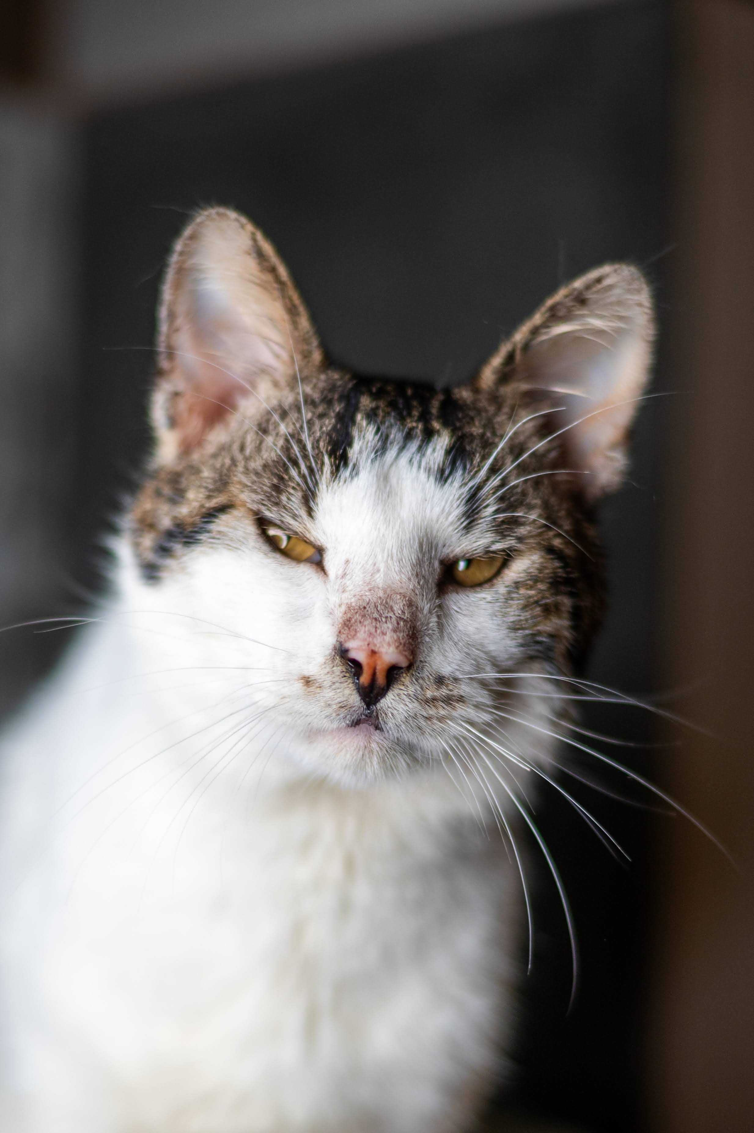 KIMBO kocur do adopcji