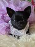 Chihuahua Maleńka Sunia