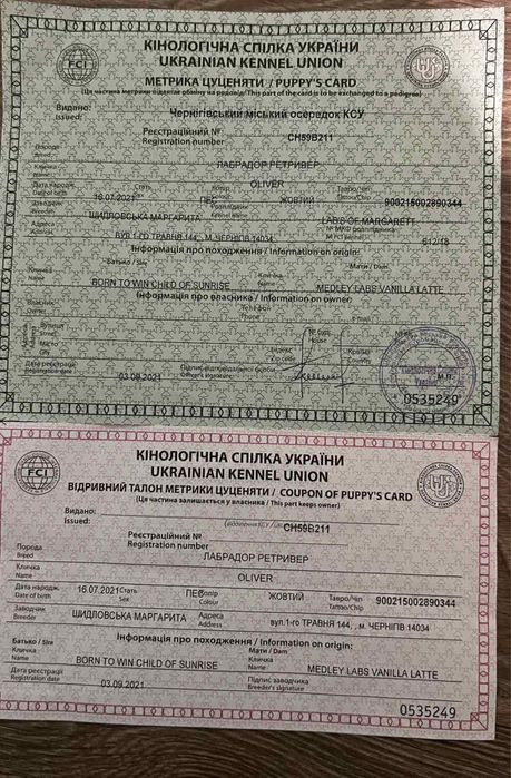 Вязка Лабрадор ретривер