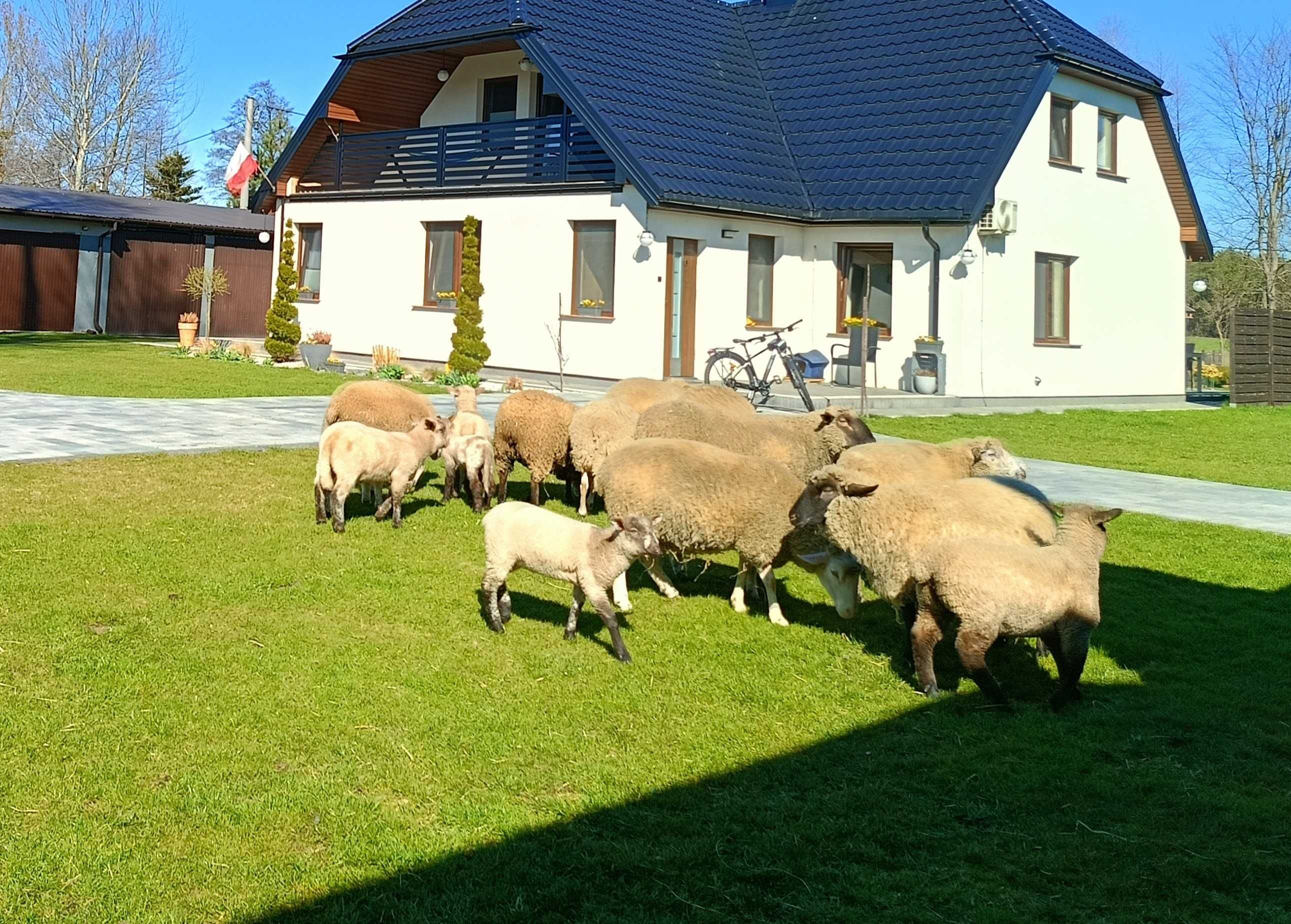 Owce z młodymi jagniętami