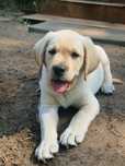 Labrador retriever żółty piesek  Zkwp gotowy do odbioru