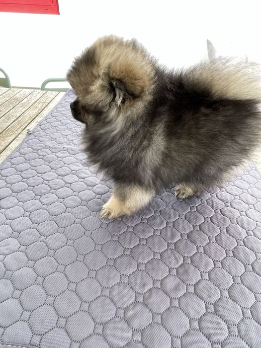 Spitz alemão anão fêmea - pelagem orange sable