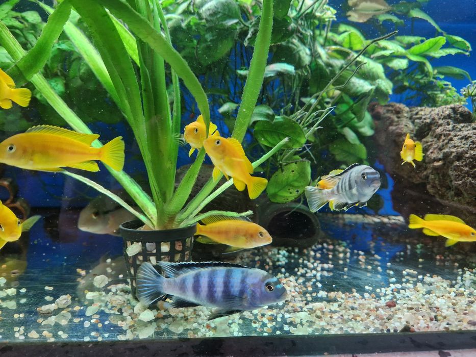 Pseudotropheus Saulosi Taiwan Reef 3-6cm pyszczak pyszczaki