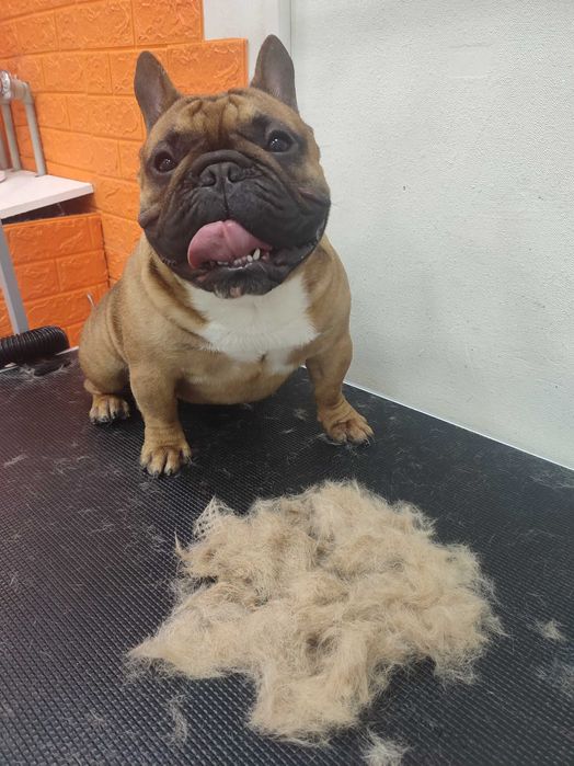 Грумінг стрижка собак Грумер метро Харківська