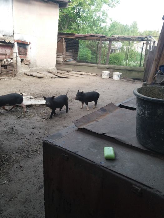 Поросята корейські 1500грн/шт