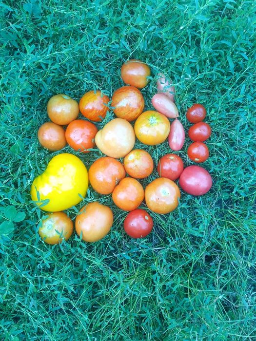 Продам домашнюю картошку