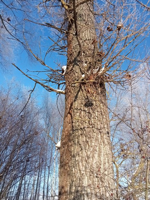 Topola drzewo na pniu