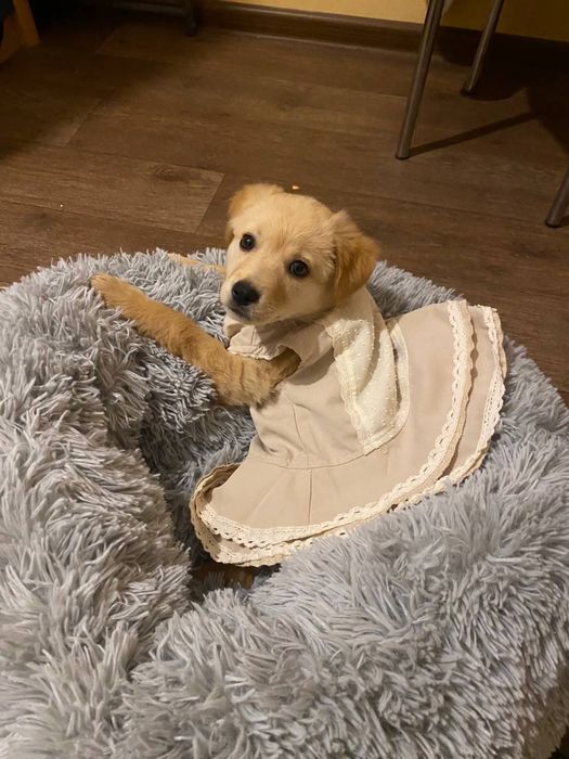 Маленька собачка