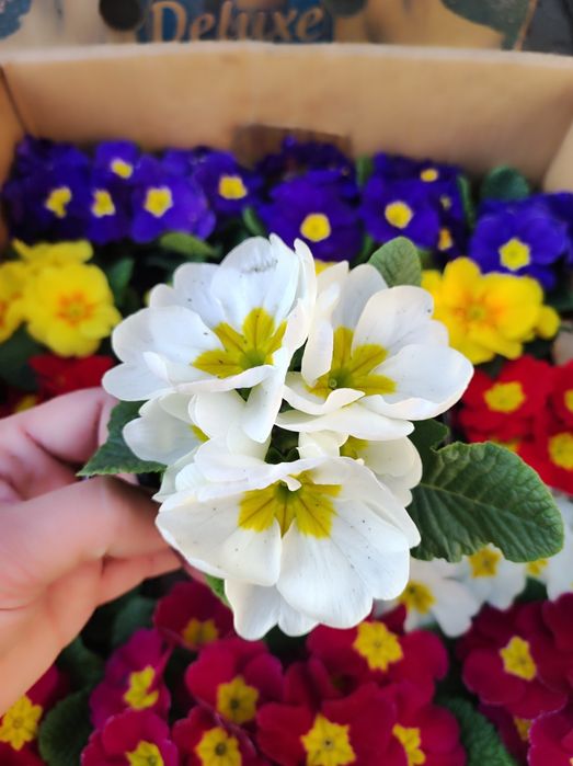 Примула на дорощення