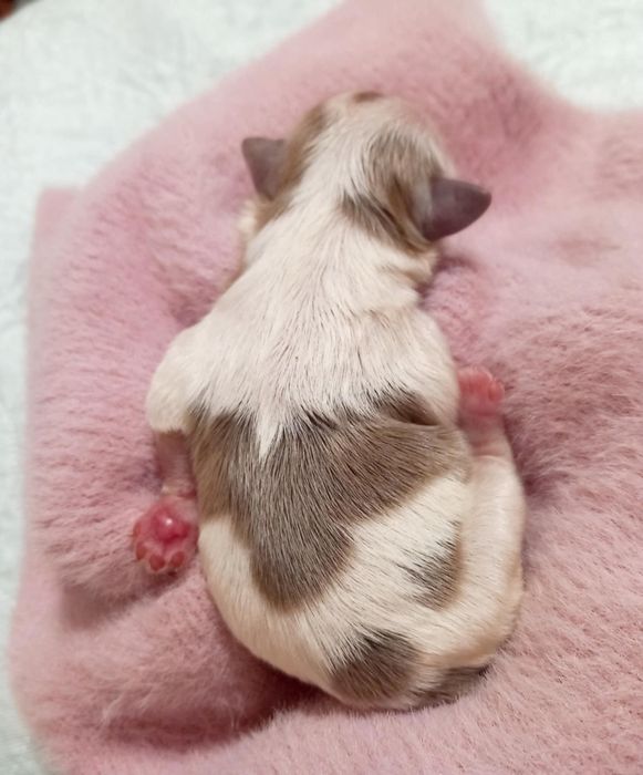 Shih-tzu czarna suczka mini