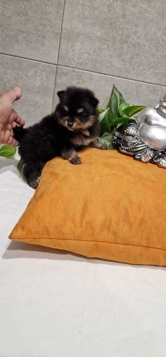 Spitz Alemão anão/Lulu da Pomerânia miniatura Fêmea