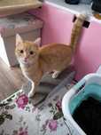 Kocurek Cynamon do adopcji