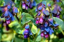 5 Sementes de Orgulho de Gibraltar - cerinthe major