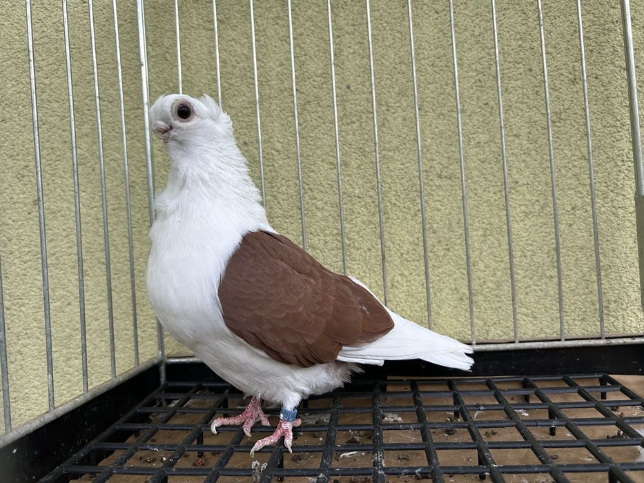 Gołębie ozdobne. Mewka polska samiec 2024t.