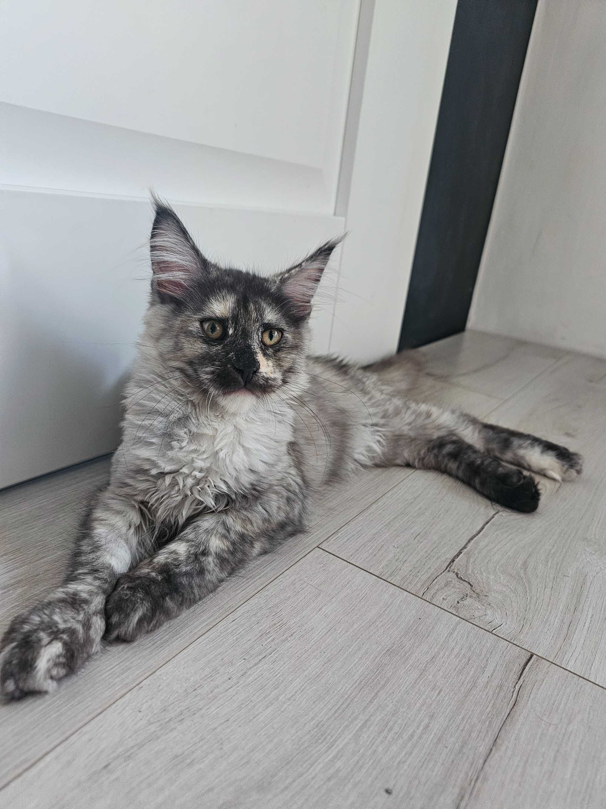 Margarita Maine coon linia shaded do odbioru