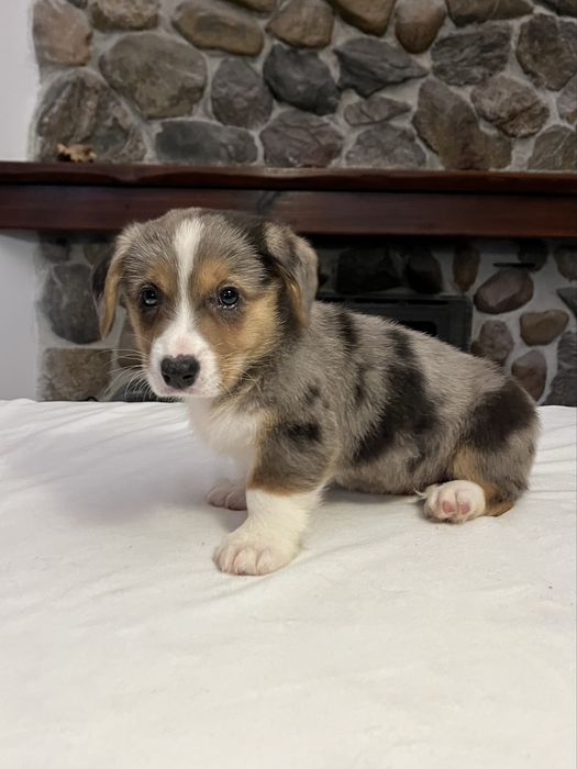 Welsh Corgi Cardigan - sunia Blue Merle