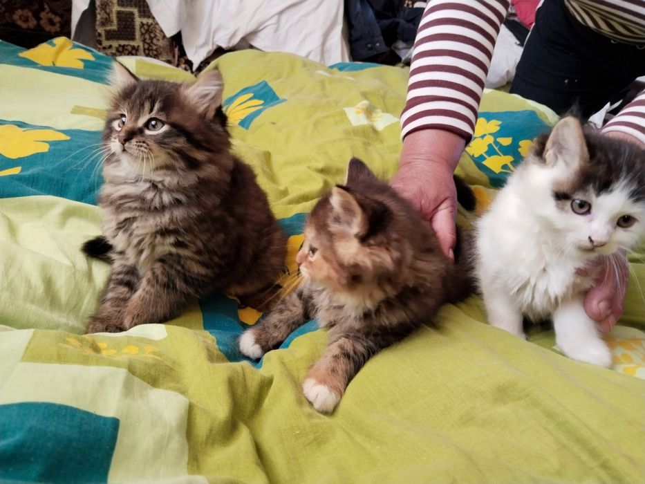 Пухнасті кошенята