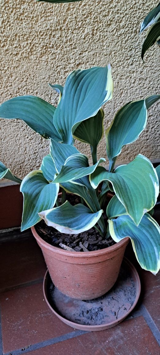 Hosta funkia 3 rodzaje
