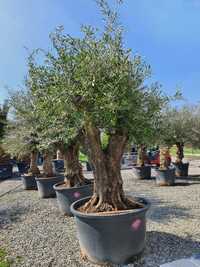 Olea  Europaea oliwka europejska bonsai wysokość 100-120 taras ogród