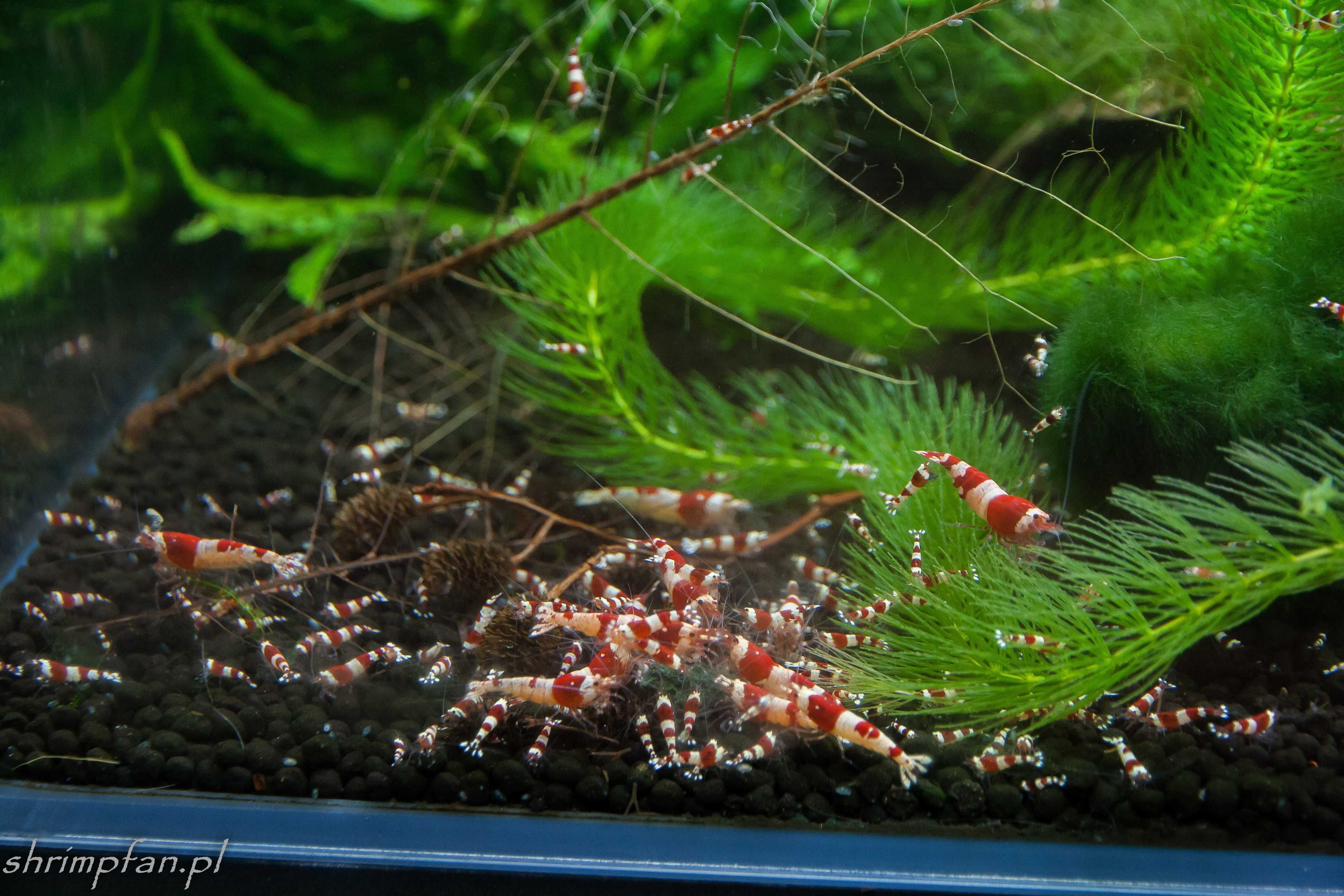 Krewetki Crystal Red A/S/SS