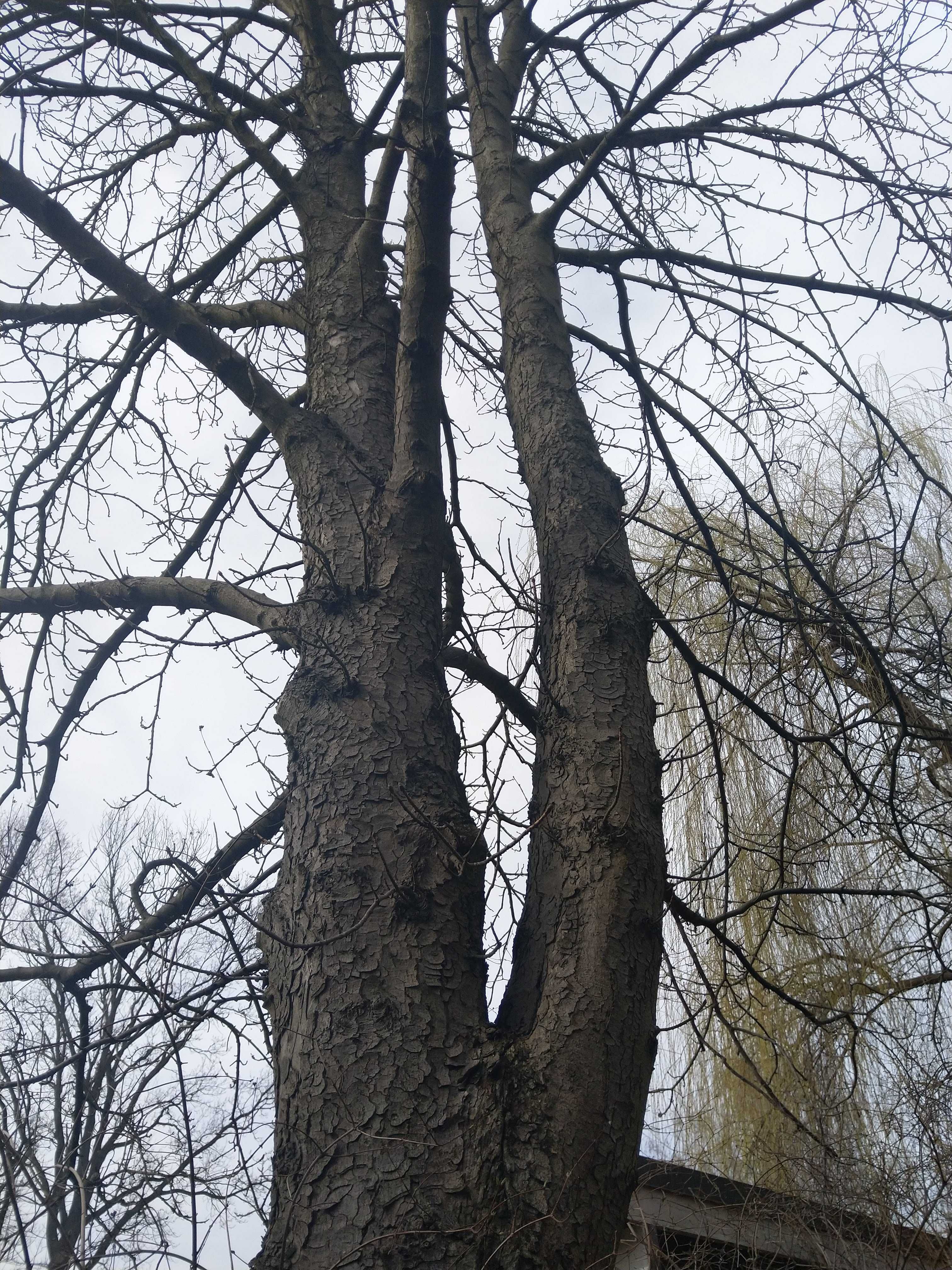 Drzewo na pniu Kasztan