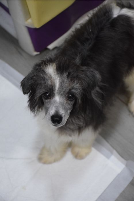Lyborius Legacy - Chinese Crested Dog