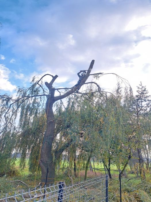 Wycinka drzew metodą linową, usuwanie posuszu i wiatrołomów