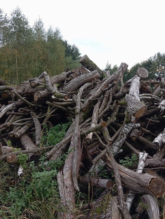 Drzewo cięte na wymiar