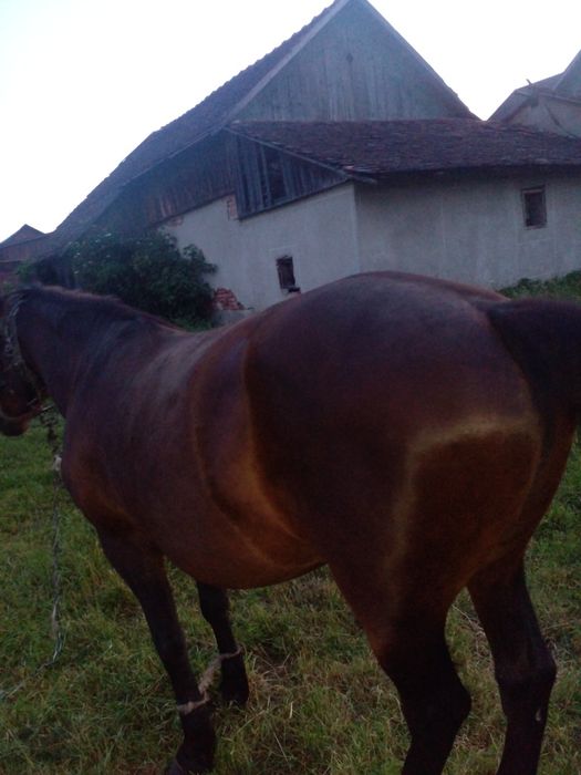 Продам добру кобилу