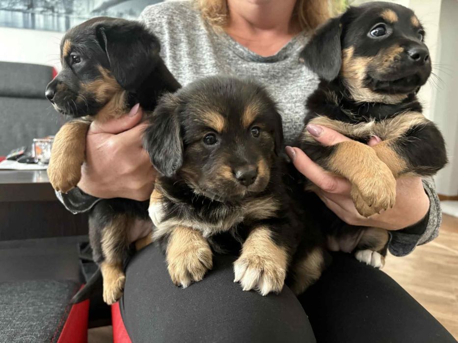 Pieski do oddania w dobre rece