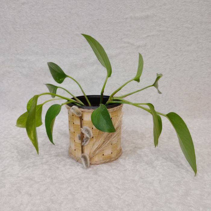 Золотий Потос (Епіпремнум) 2 ліани - Самовивіз/ ОЛХ доставка, Вінниця