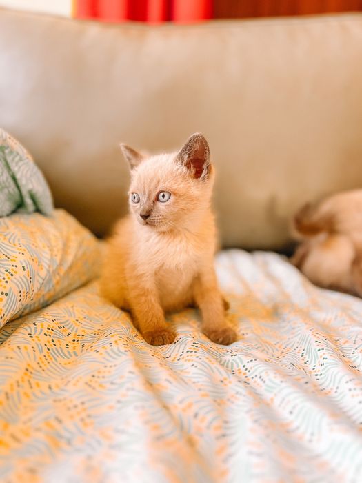 Gatinhos siamês bebes