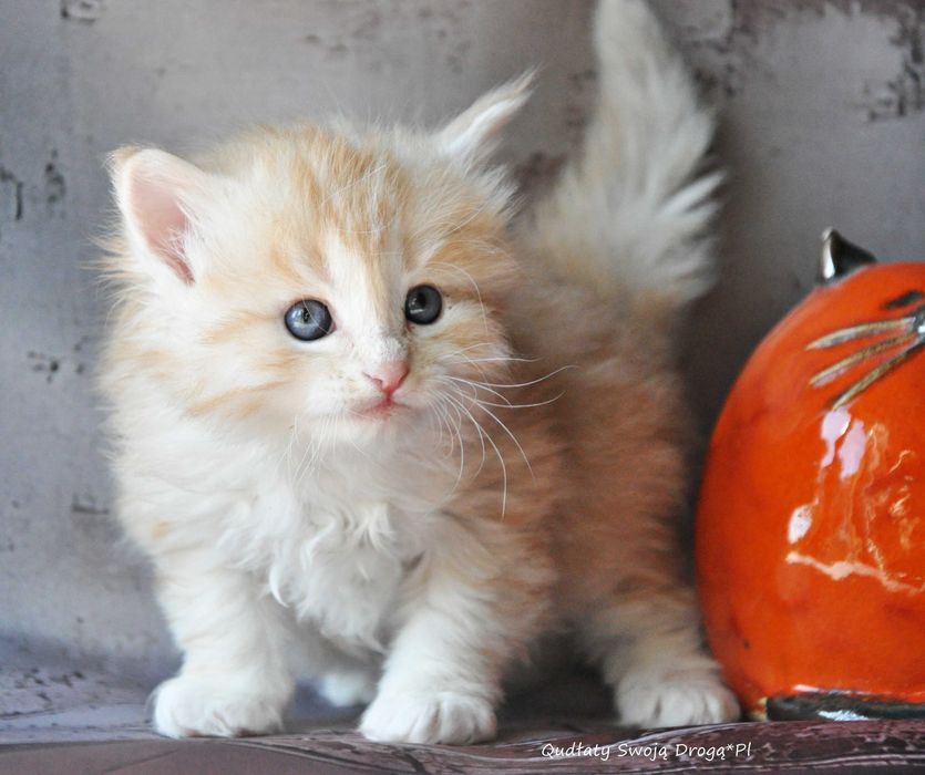 Qudłaty Swoją Drogą*Pl