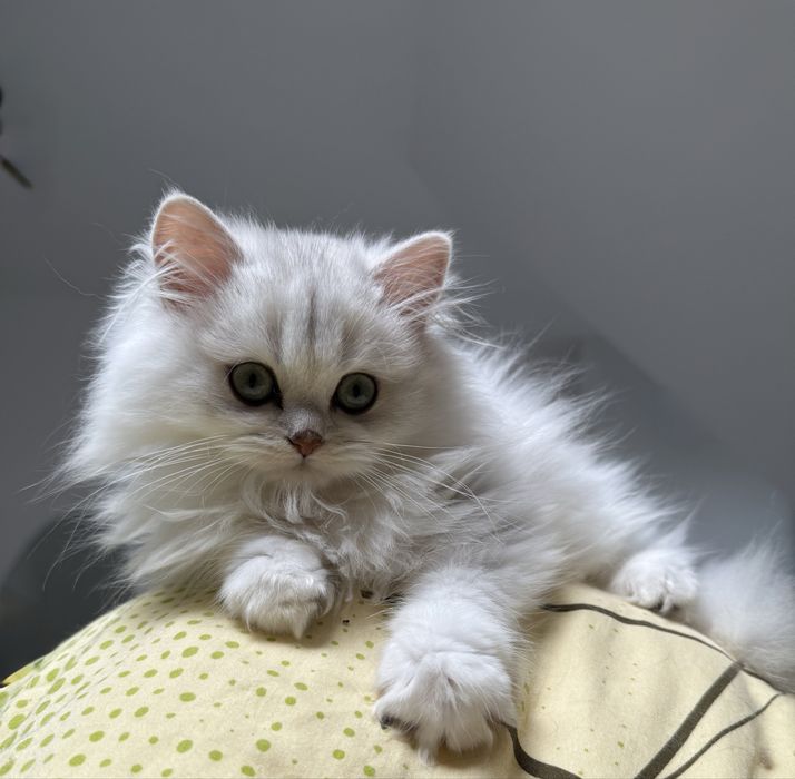 GOTOWY DO ODBIORU Długowłosy kocurek brytyjski srebrny