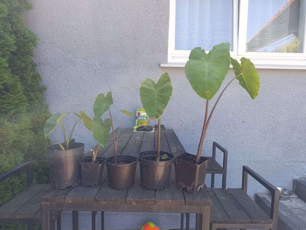 Egzotyczna Colocasia Black Stem Kolokazja Uszy Słonia