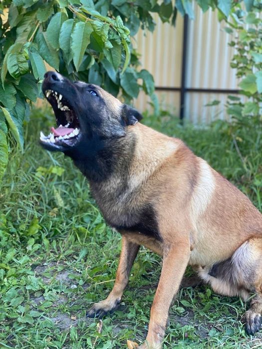 Кобель для в'язки малінуа