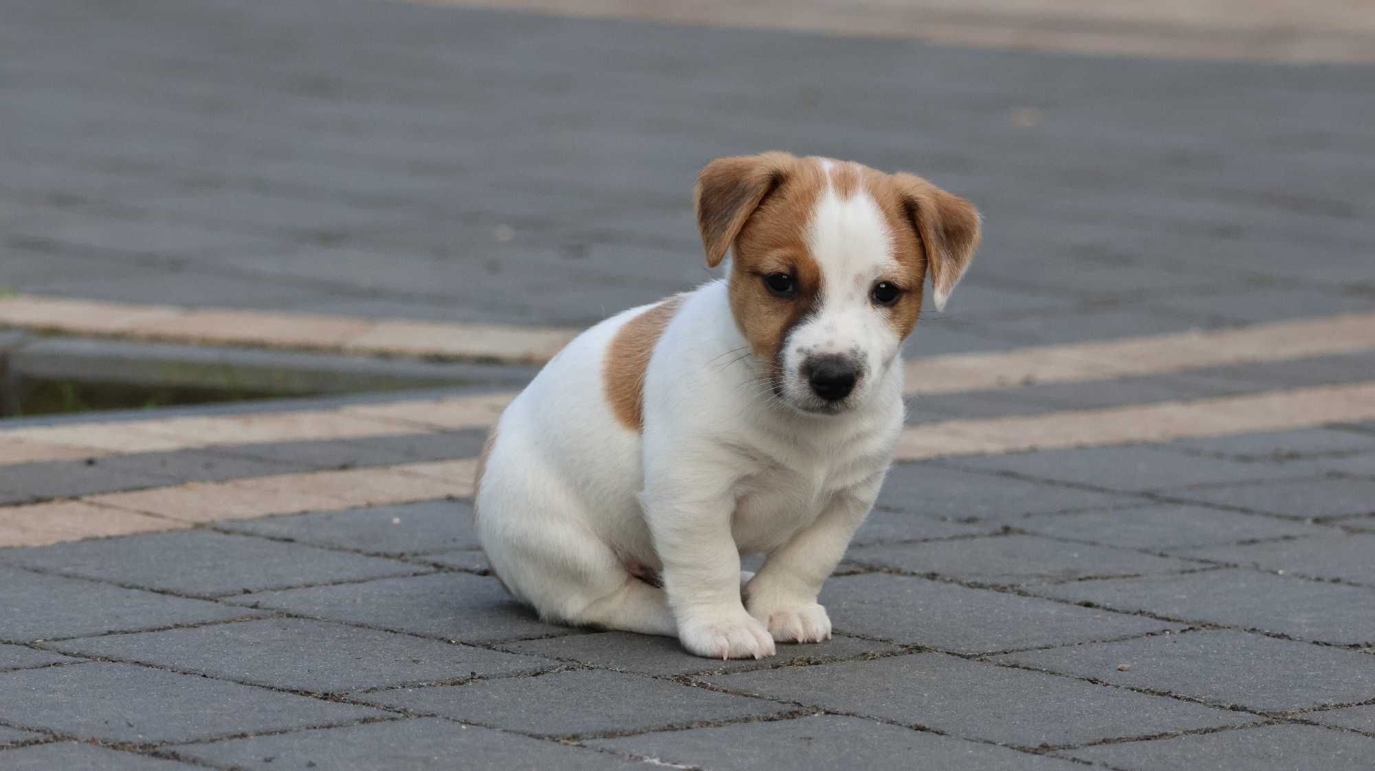 Piesek PIERROT Jack Russell Terrier/BREFIO