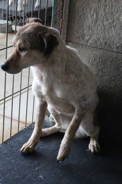 277244 Lara tylko świadoma i odpowiedzialna adopcja.